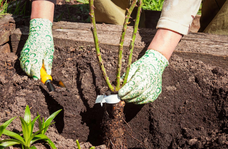 Rose replant disease: why planting a new rose where an old one grew ...