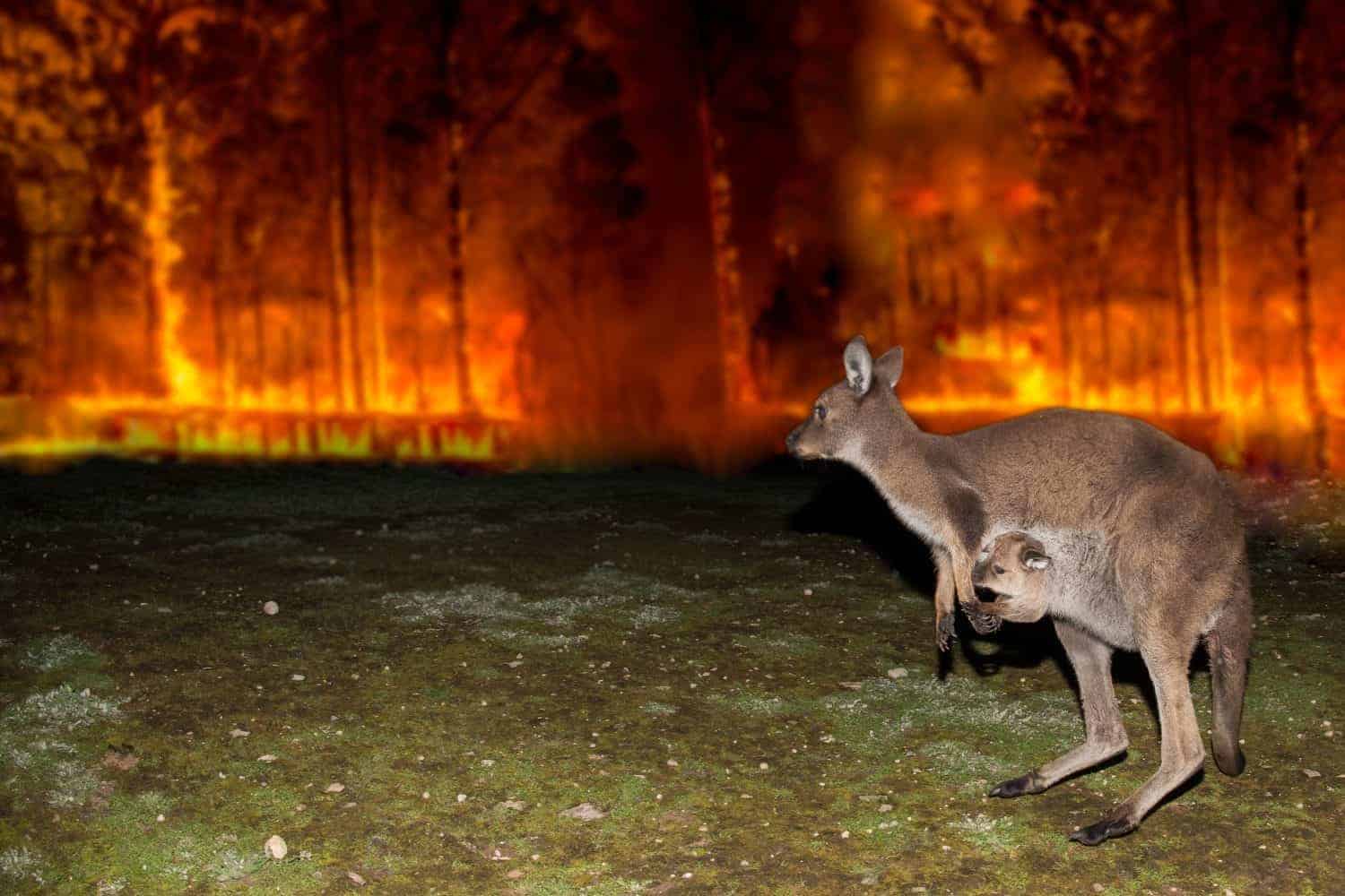 Countries that experience a shocking number of wildfires