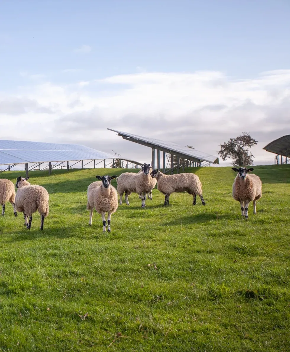 Giant solar farm the size of Heathrow Airport approved despite losing ...