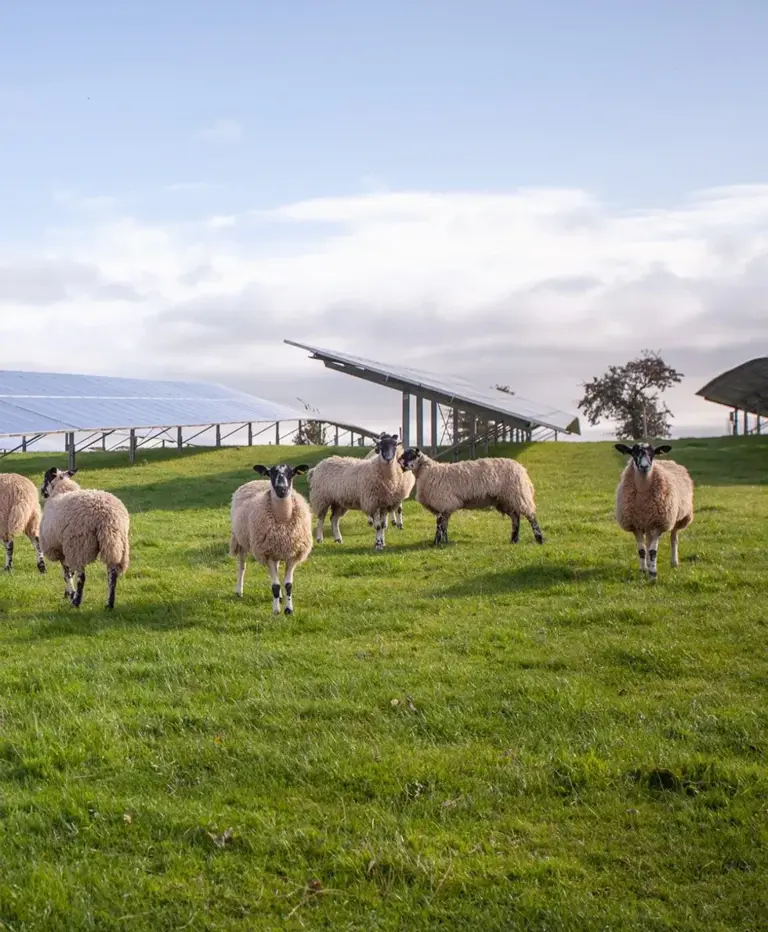Giant solar farm the size of Heathrow Airport approved despite losing ...