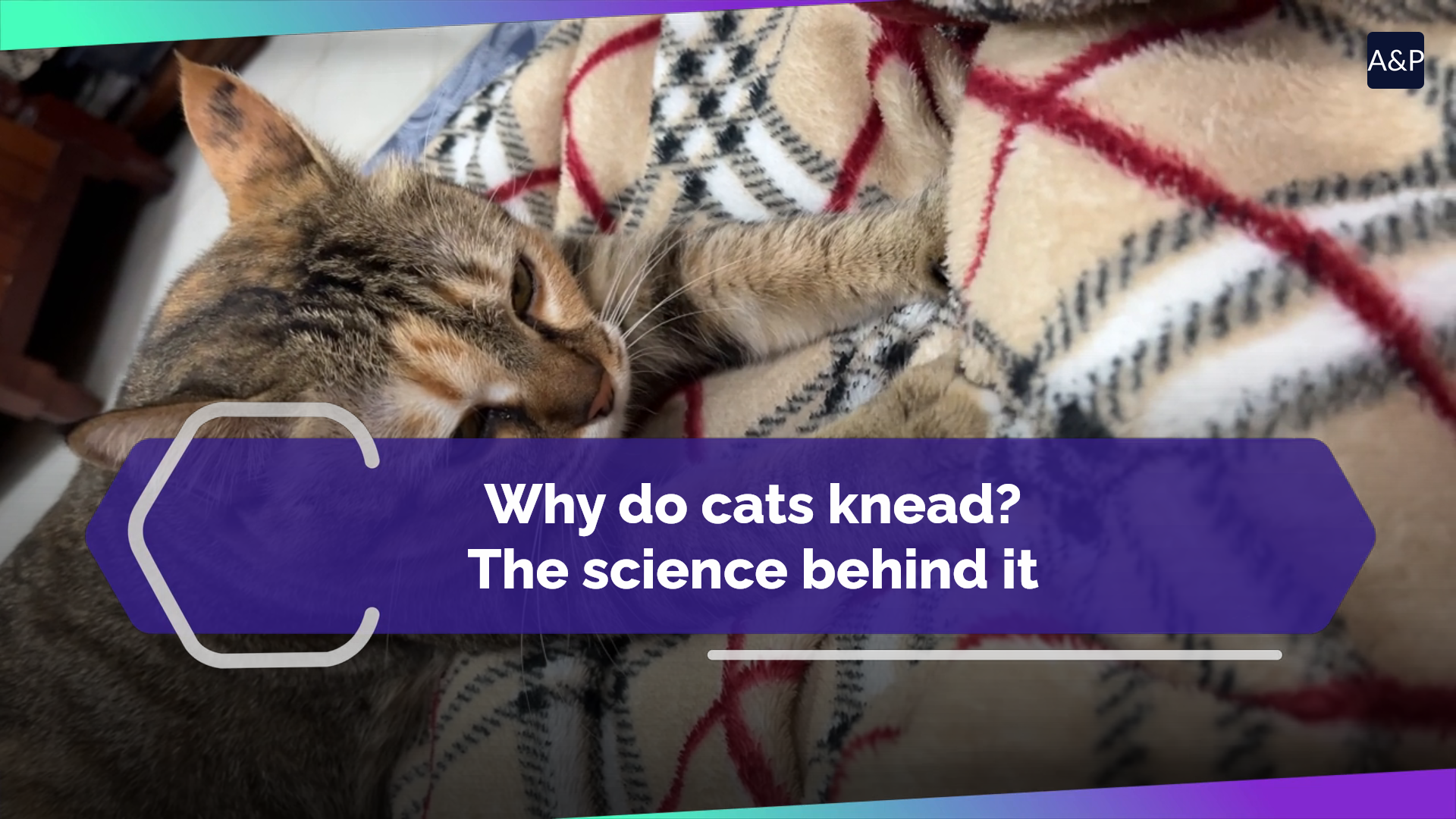 Why do cats knead? The science behind it