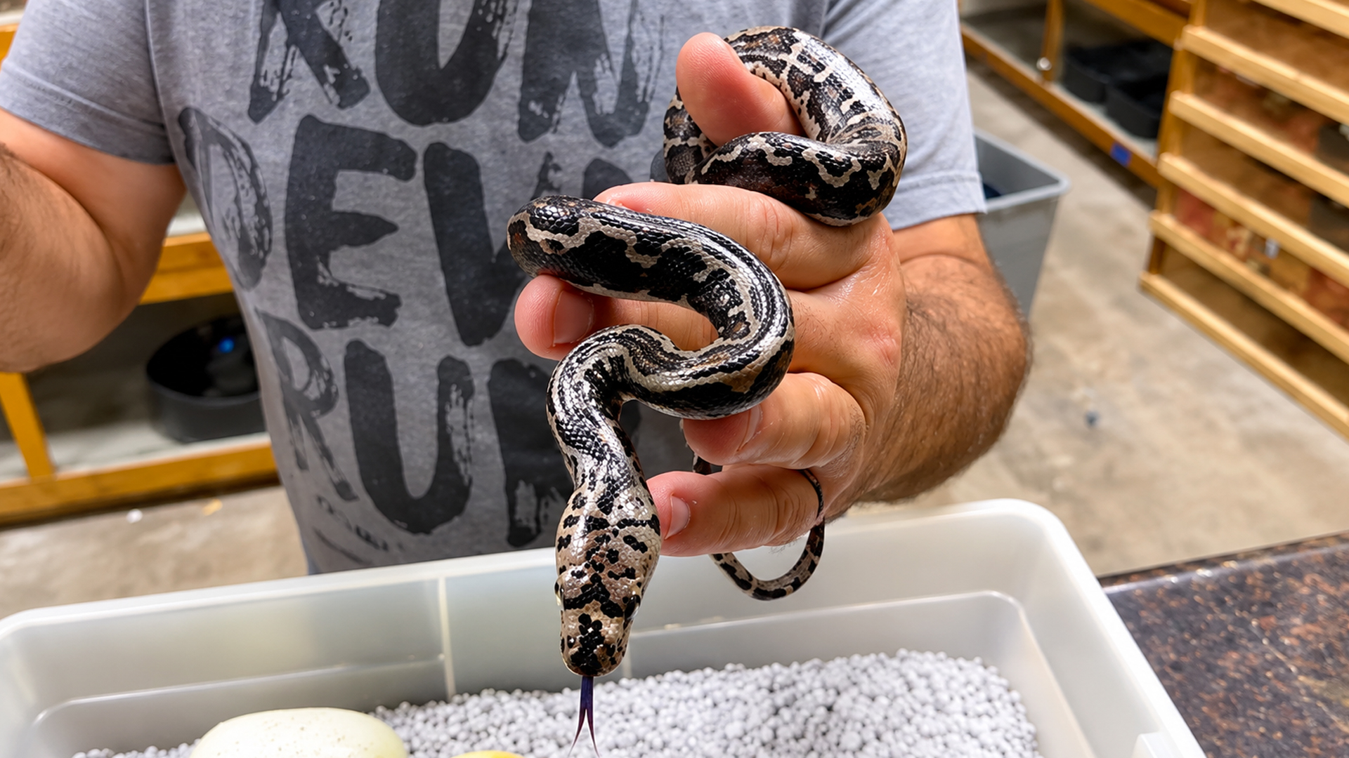 Rainbow python clutch reveals a world-first tiger