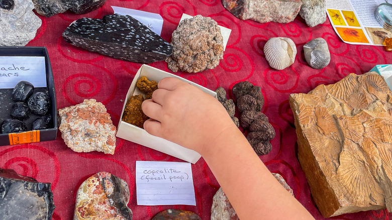 Scientists analyzed 2,000-year-old human poop. It was hiding more than ...