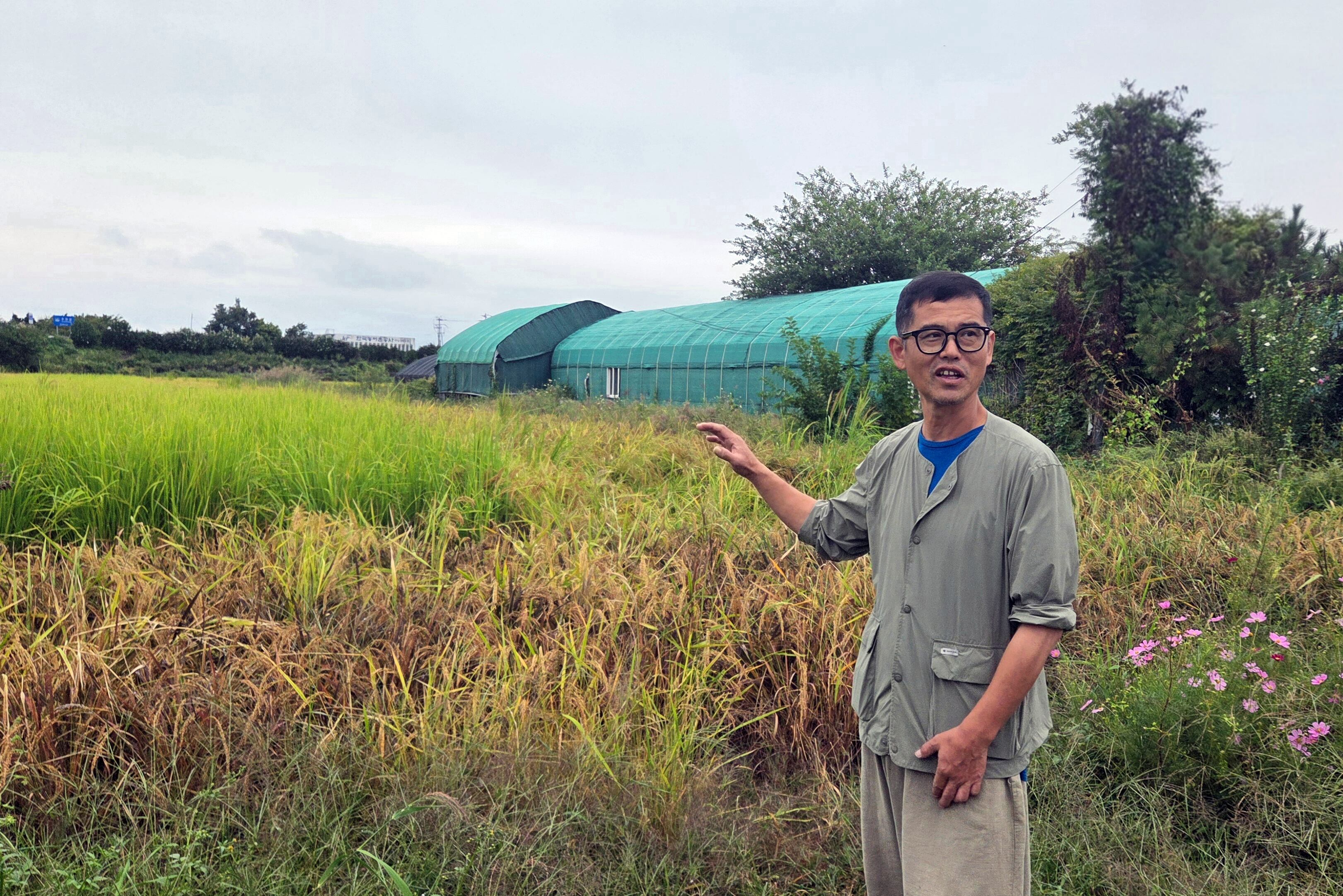 Korean rice surpasses Japanese varieties in Gyeonggi