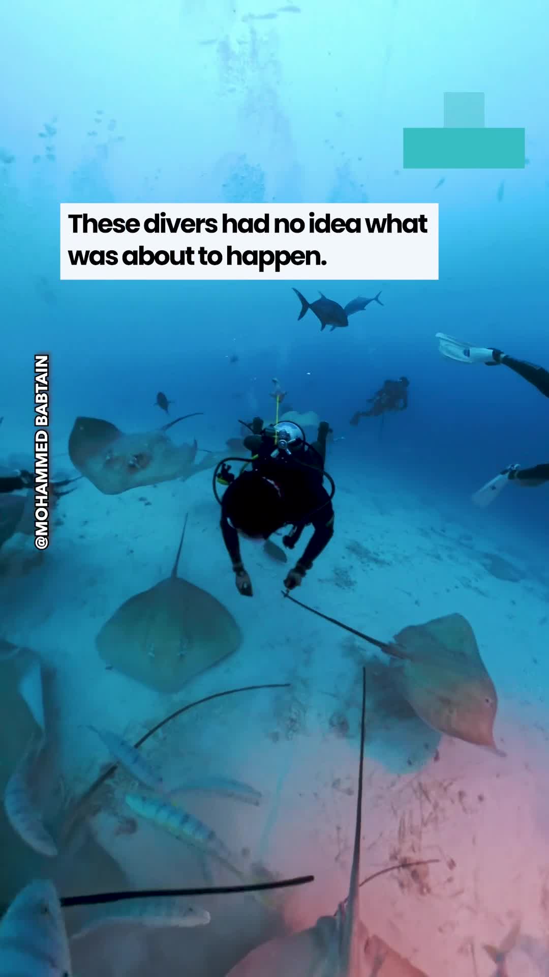 Diver finds himself swarmed by dozens of stingrays