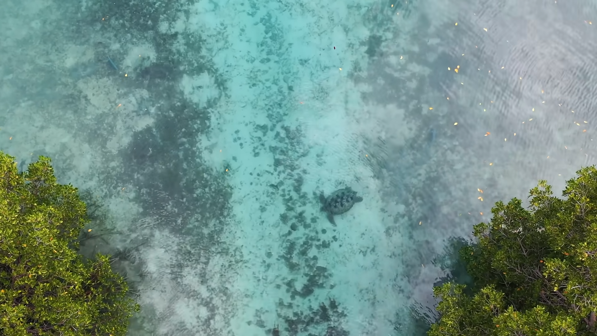 Surviving with jungle fruit, message bottles, and a fire