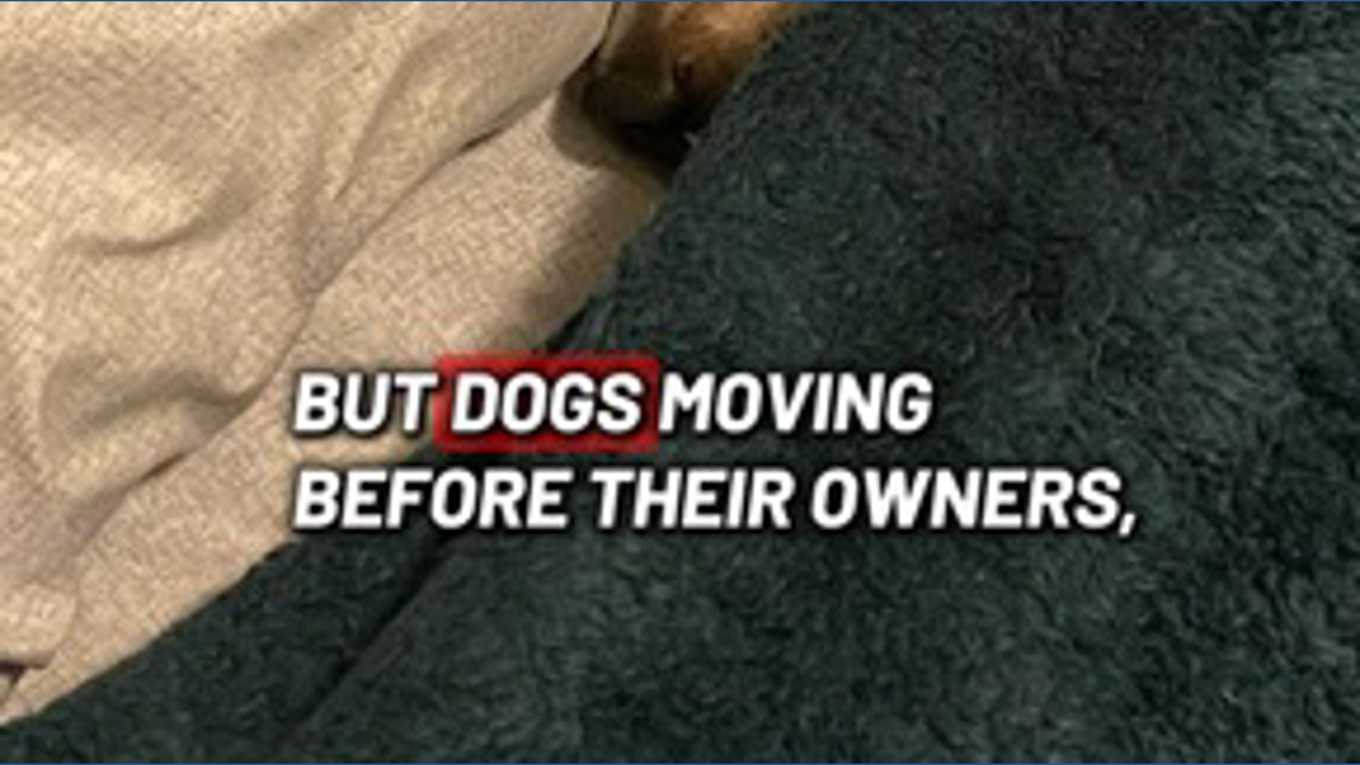 Study: Humans impact dogs' sleep more often