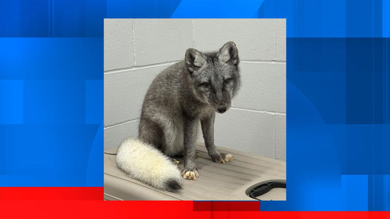 Arctic fox confiscated from Omaha home, organization says