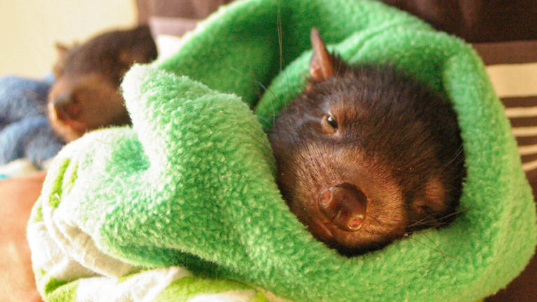 Tasmanian devil babies were found in Australia for the first time in ...