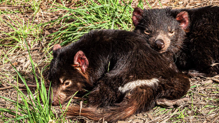Tasmanian devil babies were found in Australia for the first time in ...