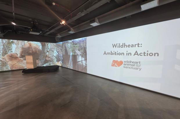 Isle of Wight bears star in London sustainable design exhibition