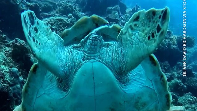 Sleepy sea turtle picks unusual spot to take a nap
