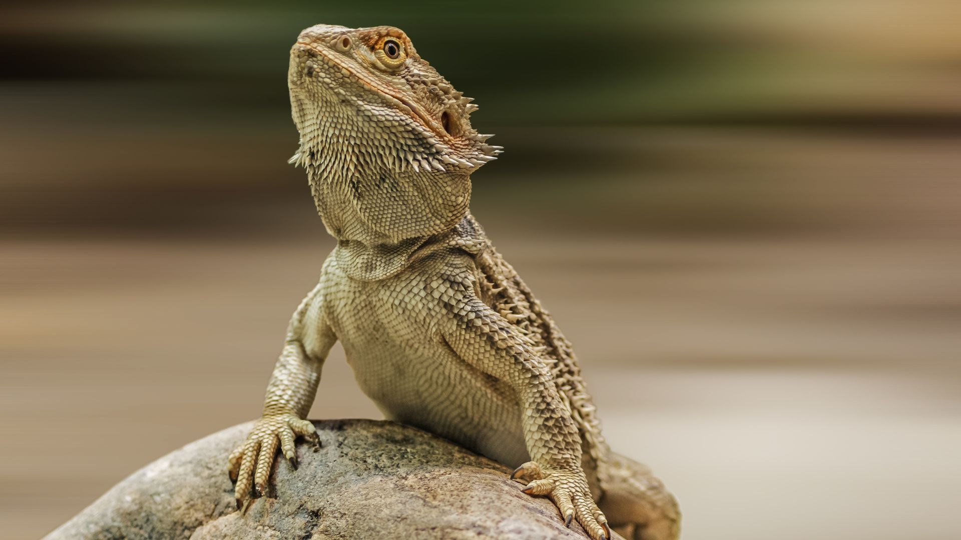Quick tips for taking care of bearded dragons