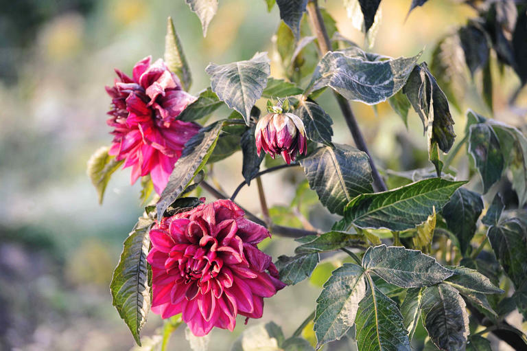 Garden pros never skip these 8 tasks the night before the first frost ...