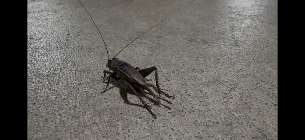 What's the bug deal? OKC sees swarms of crickets amid commercial ...
