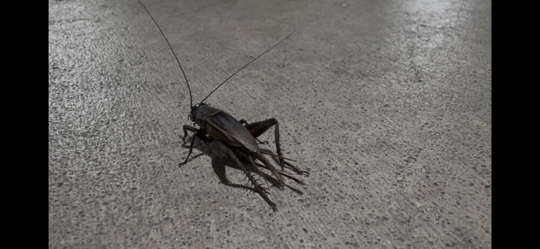 What's the bug deal? OKC sees swarms of crickets amid commercial ...