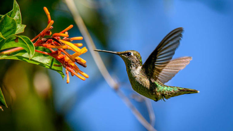 How to help hummingbirds bulk up for fall migration (and the #1 nectar ...