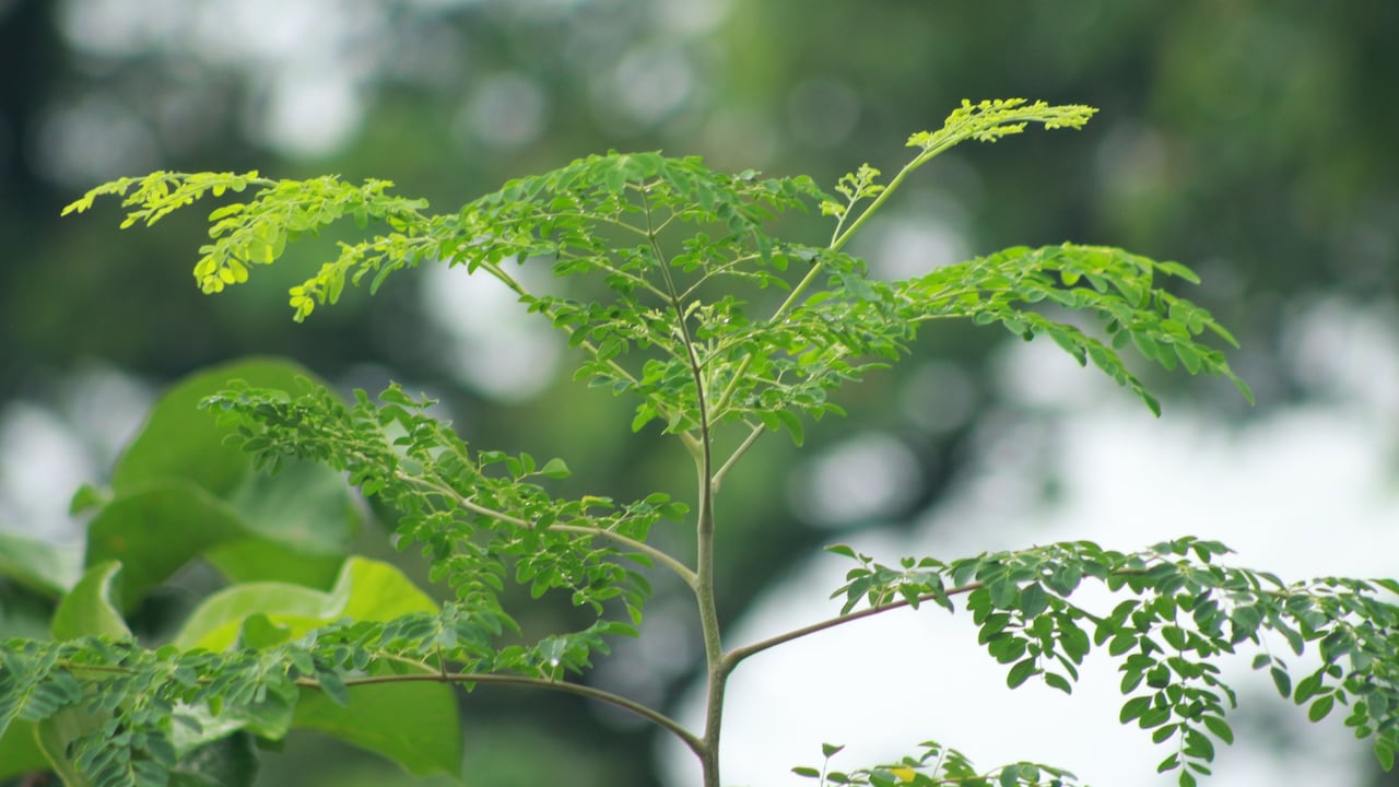 Maharashtra farmer sells moringa powder at Rs 1,200/kg, uses solar ...
