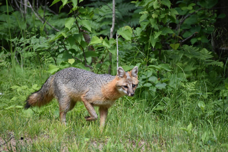 Photos of rare melanistic gray fox spotted shared by DNR