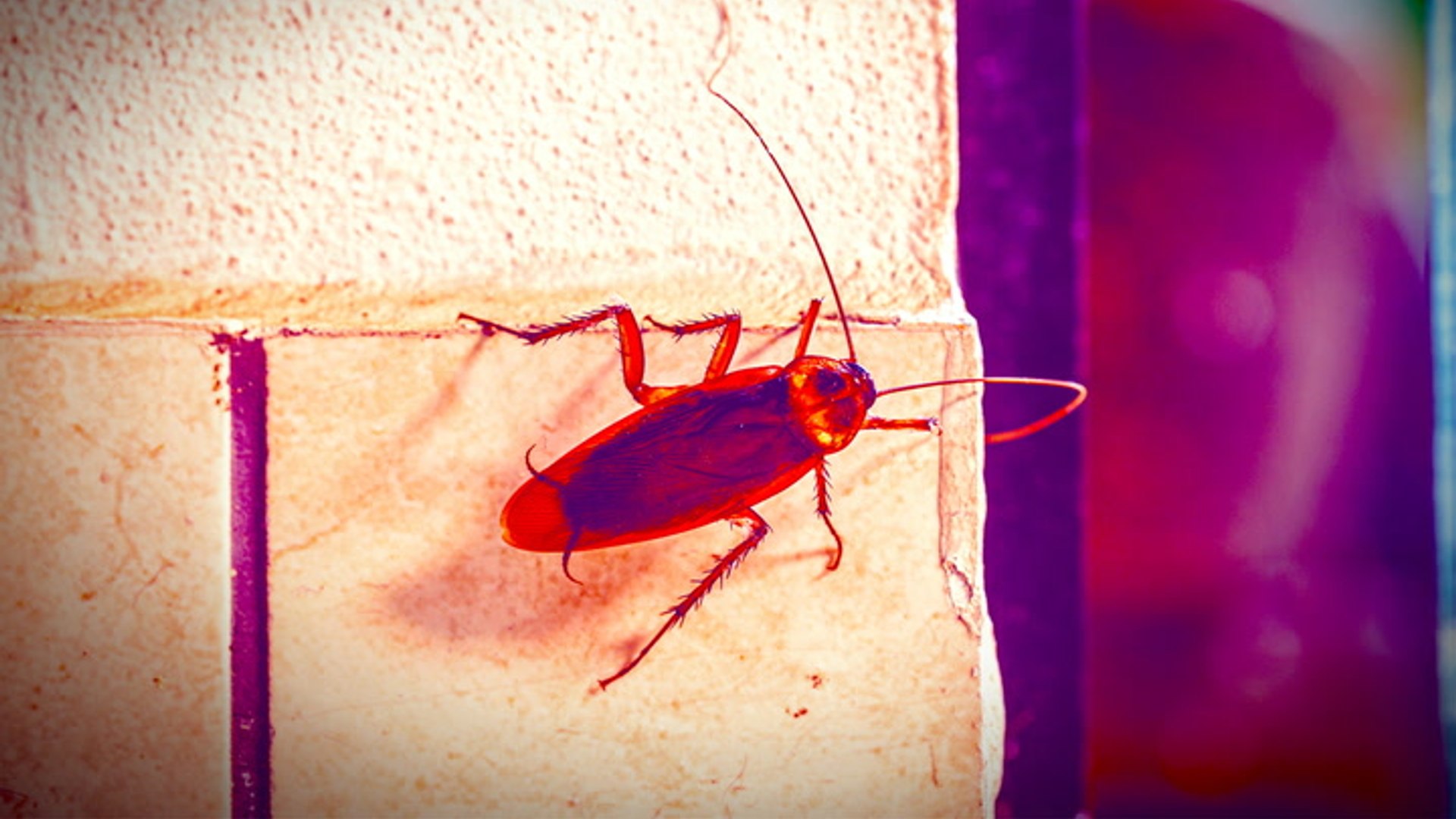 Are cockroaches nearly unkillable superbugs?