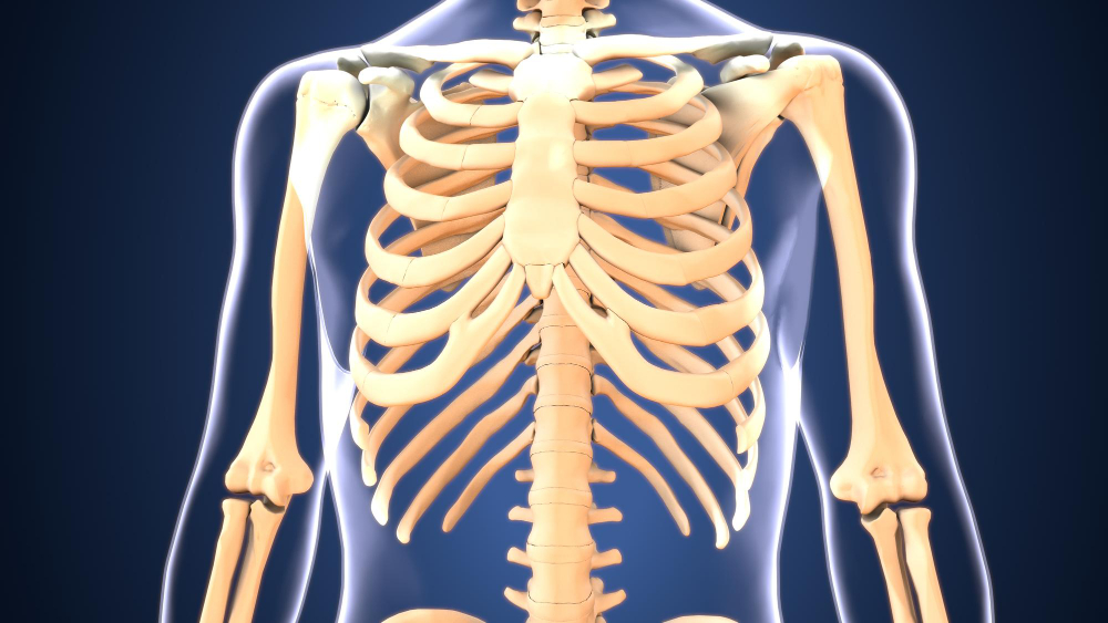 Four of your ribs are not attached to anything at the front, and you ...