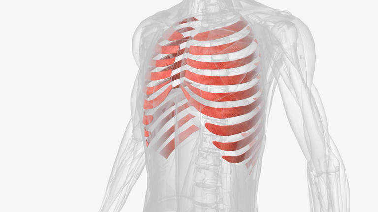 Four of your ribs are not attached to anything at the front, and you ...