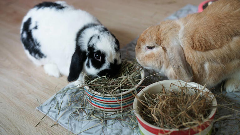 Tiny baby bunny with perfect s’mores coloring is a sweet treat that can ...