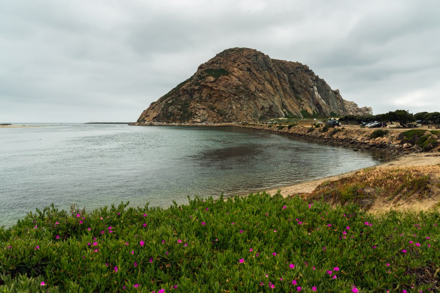 Young bear strays onto Morro Rock, halting hikers and inspiring onlookers