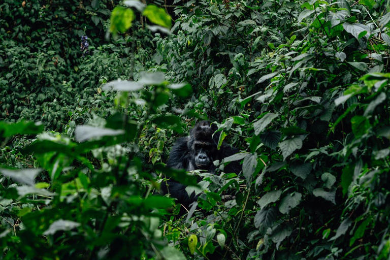 9 things to know before you plan a safari in Rwanda, according to a ...