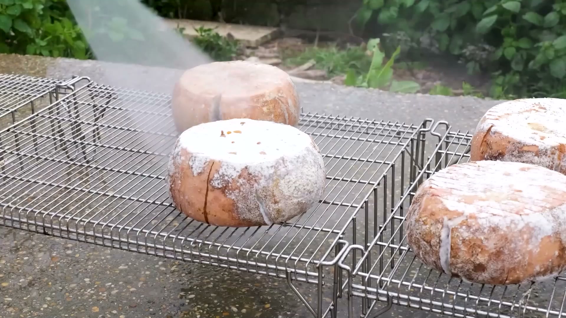 How caciofiore, an ancient Roman cheese, is made in Italy