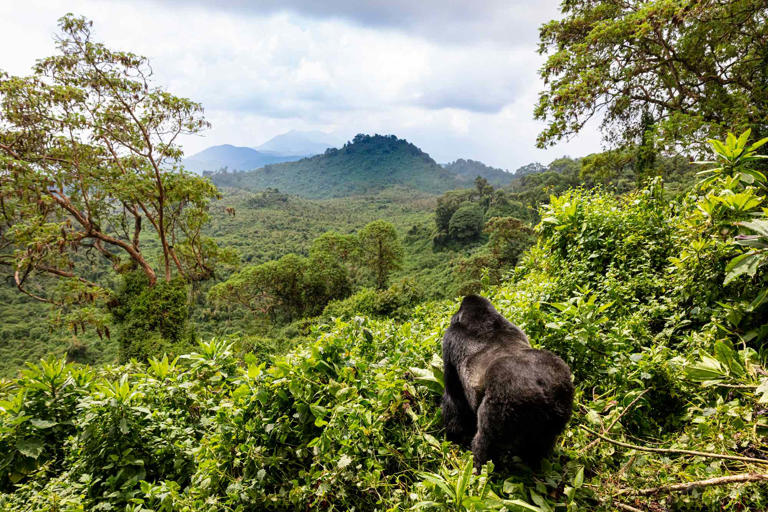 9 things to know before you plan a safari in Rwanda, according to a ...