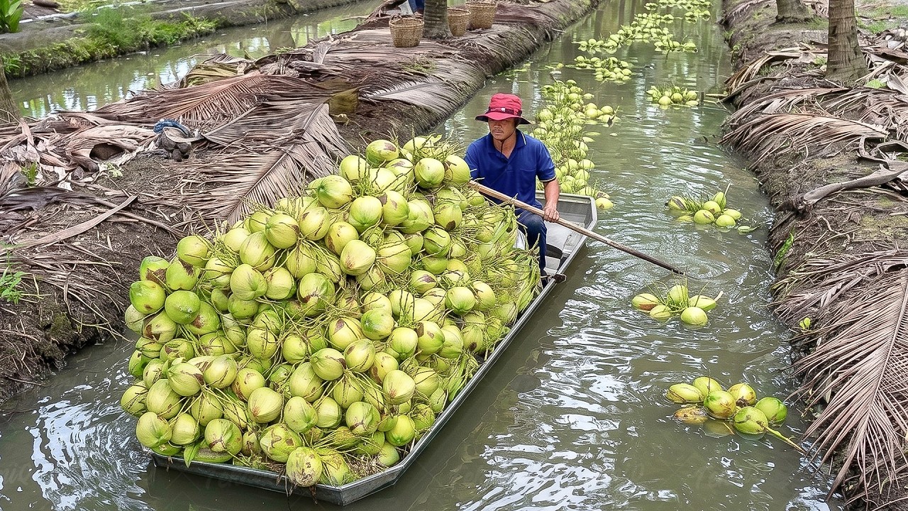Amazing process of moving fresh coconuts in Thailand