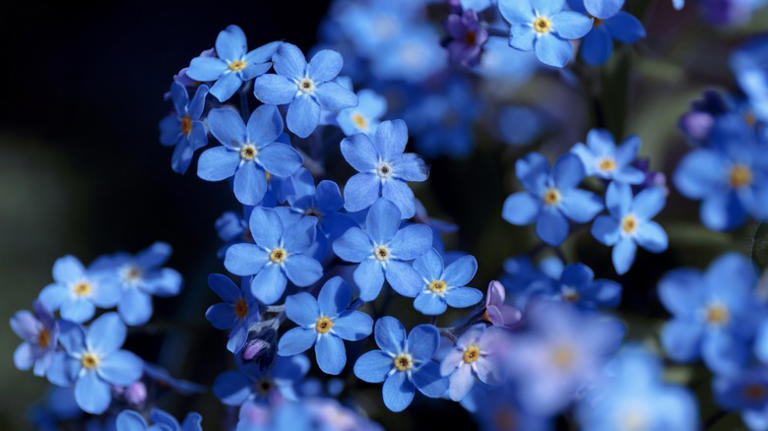 The flower you can plant in the fall to enjoy for its unique colors