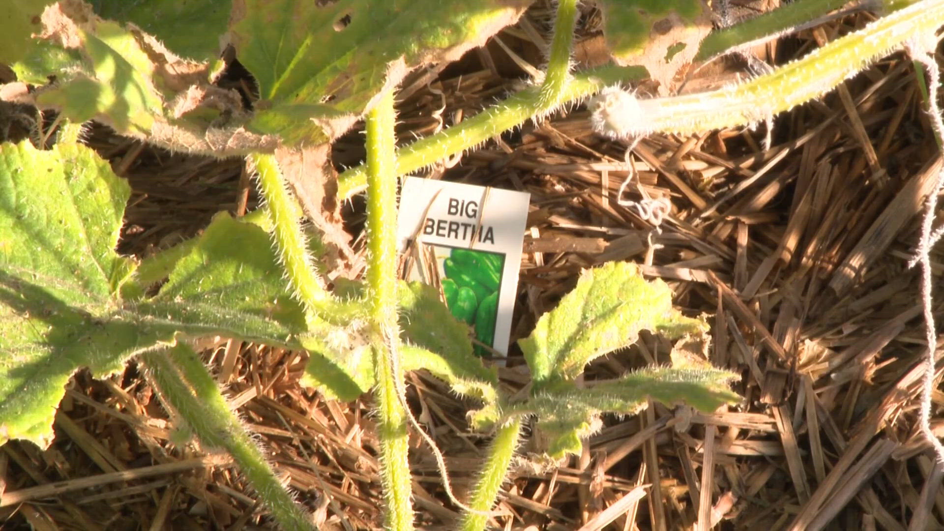 Grant-funded garden at Des Moines University helping stock community ...