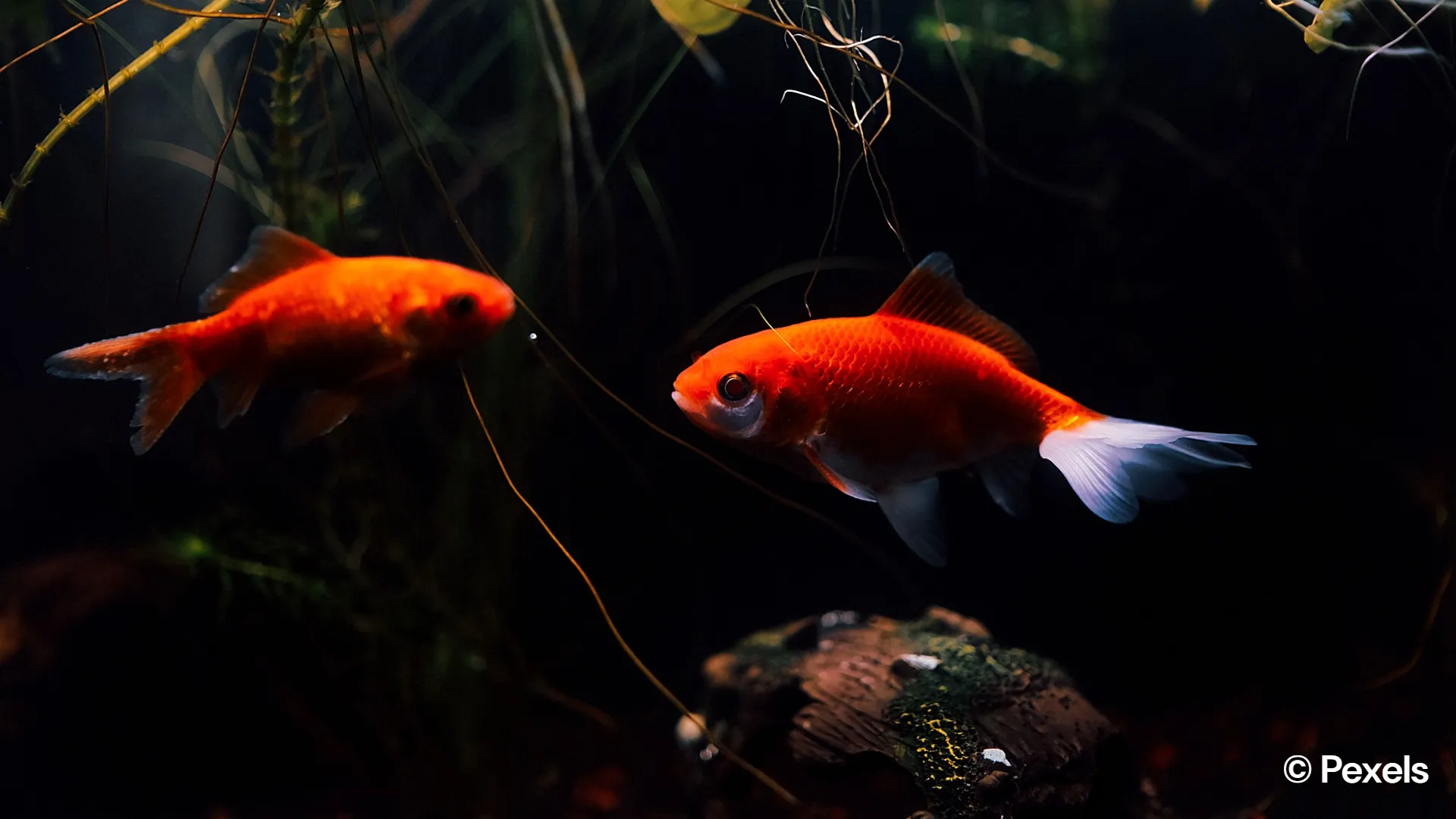 Signs your fish is stressed and how to spot them early