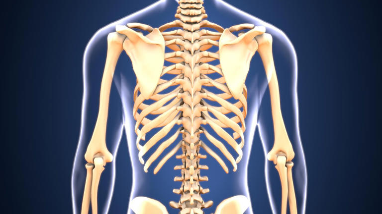 Four of your ribs are not attached to anything at the front, and you ...