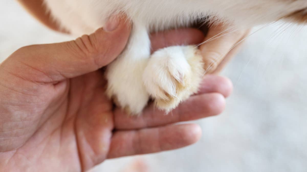 Tiny baby bunny with perfect s’mores coloring is a sweet treat that can ...