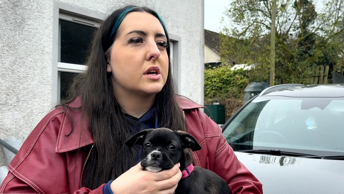 Lucy's Law: A real bite on NI's illegal puppy trade or a toothless attack?