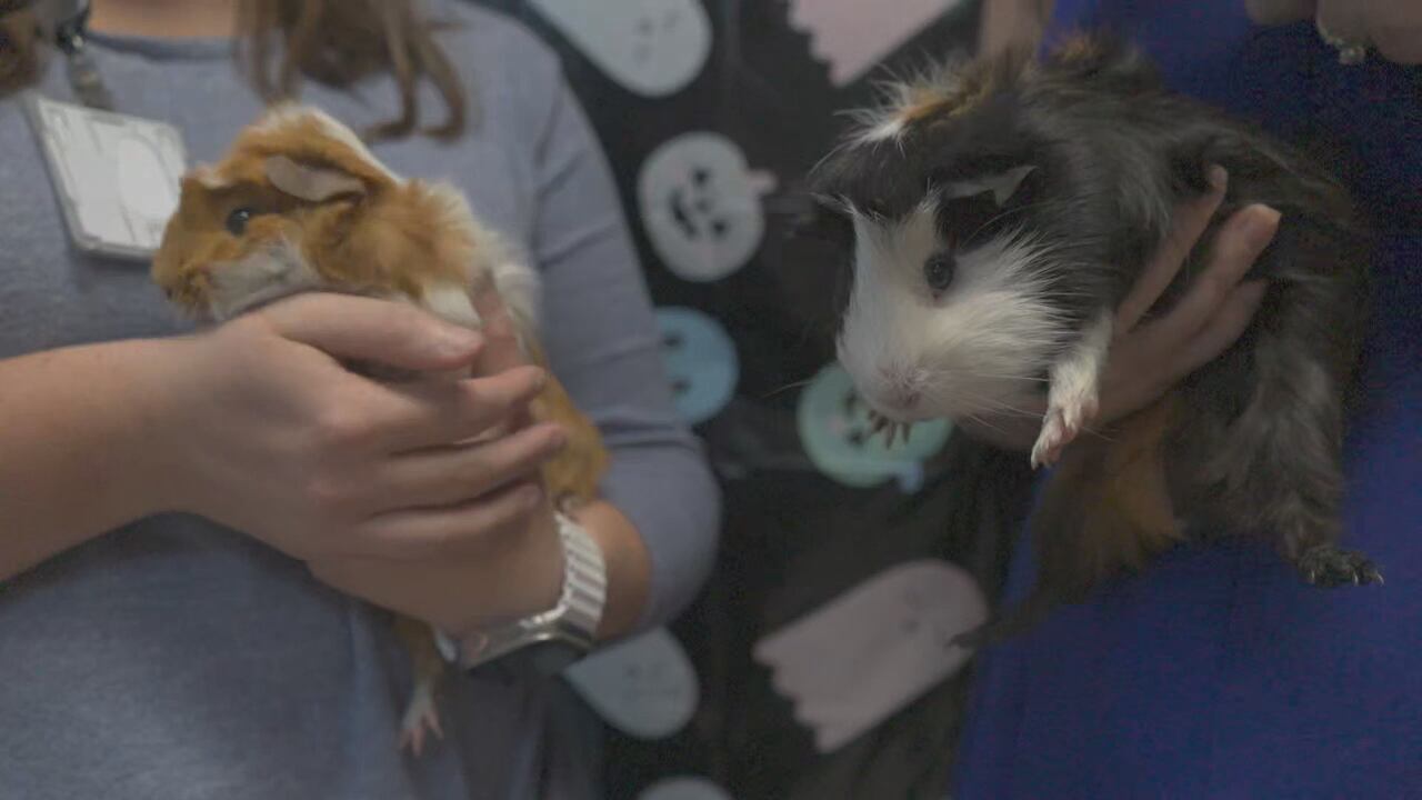 Furry Friend Friday: Meet pair of 8-month-old long-haired guinea pigs ...