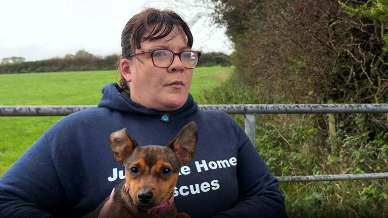 Lucy's Law: A real bite on NI's illegal puppy trade or a toothless attack?