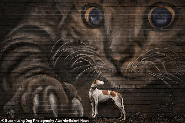 Quite fetching! The best in show from the 2026 Dog Photography Awards