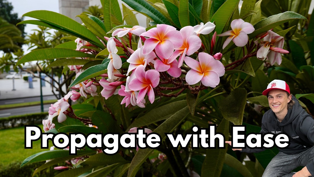 Plumeria propagation - how to easily take cuttings & root them (frangipani)