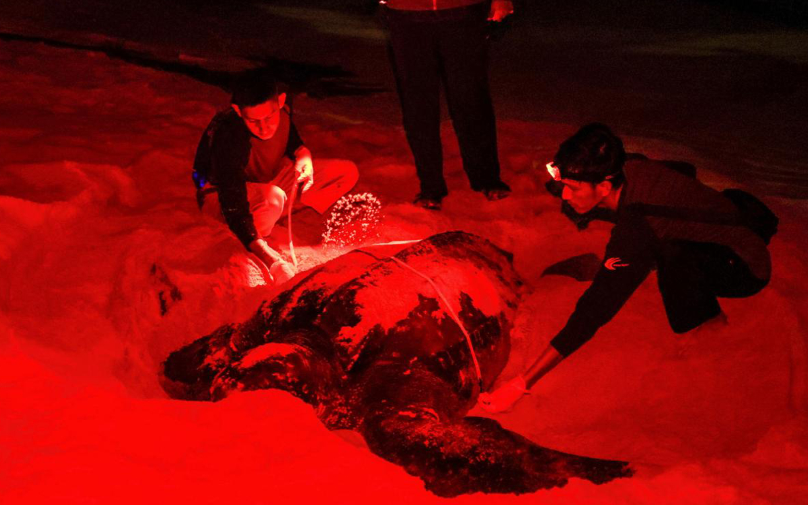 Rantau Abang beach draws another leatherback turtle to lay eggs