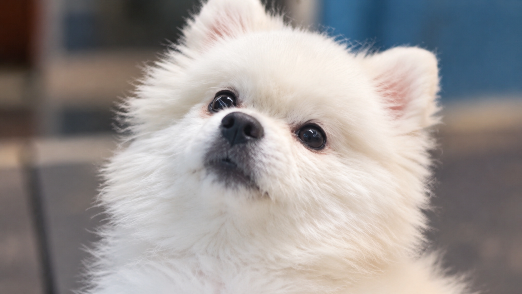 Tiny puppy survives three story fall and finds a second chance