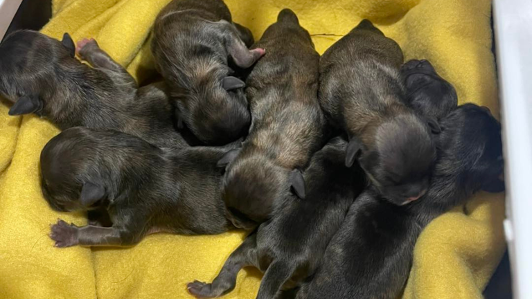 Lucy's Law: A real bite on NI's illegal puppy trade or a toothless attack?