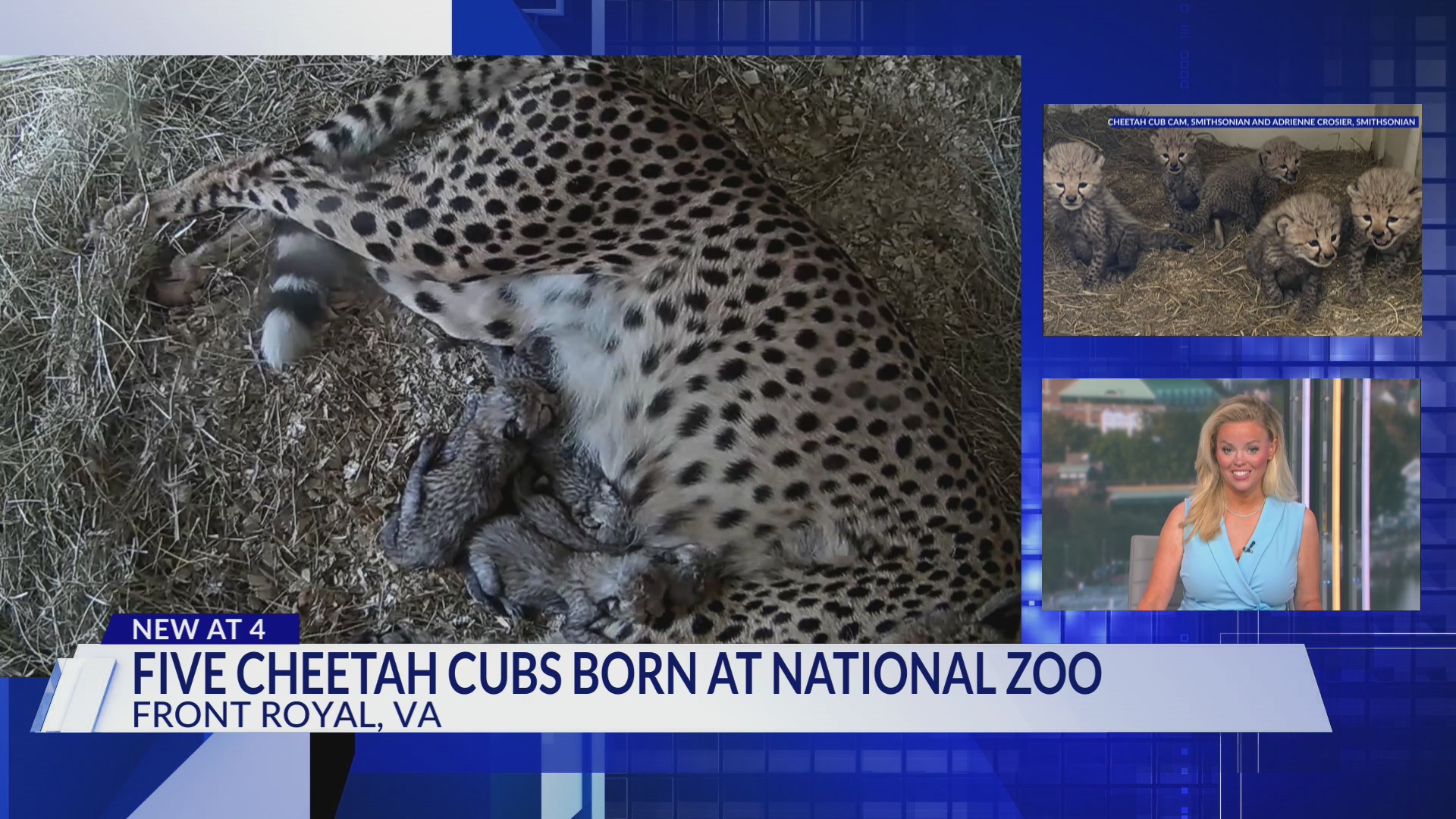 Zookeepers welcome 5 newborn cheetah cubs at the Smithsonian National Zoo