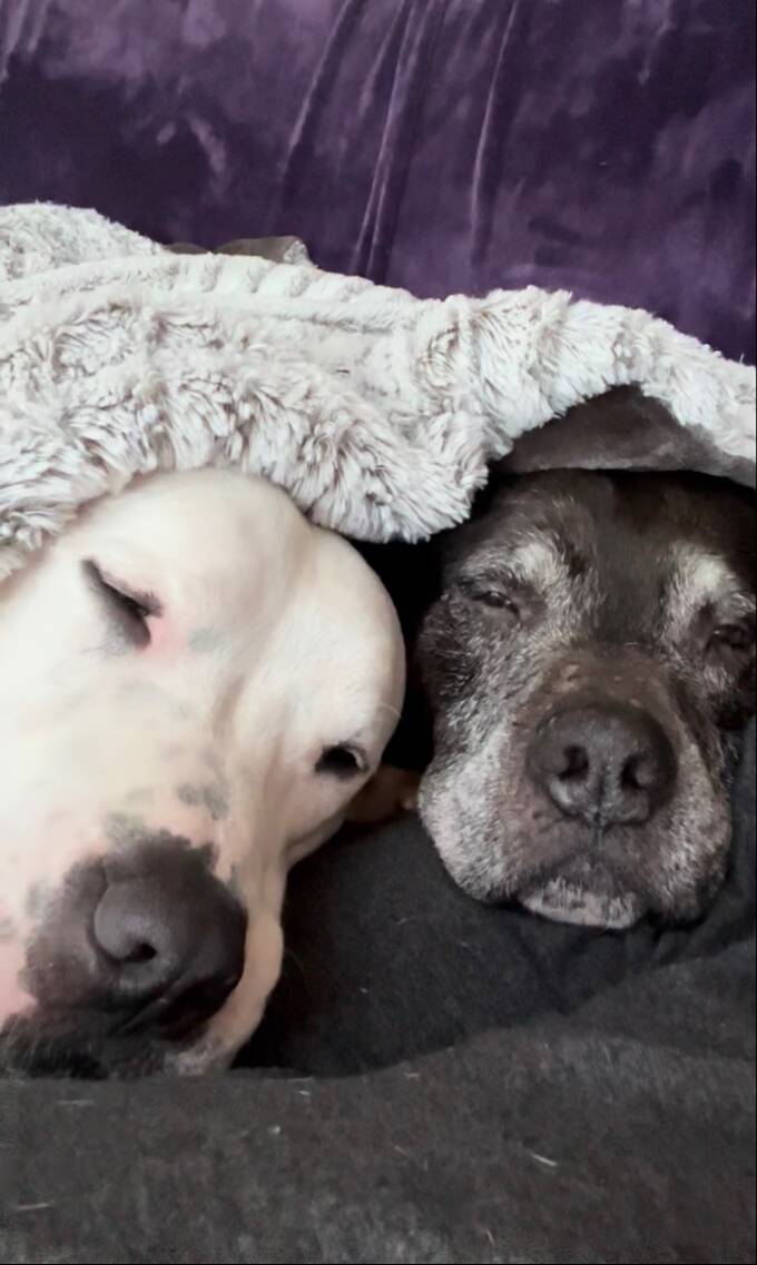 18-year-old dog gets confused, so her brother does the sweetest thing ...