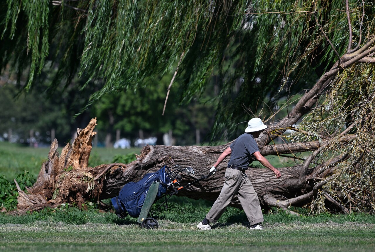 More than 500 trees may be removed from DC golf course Trump wants to ...