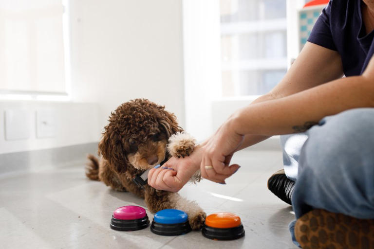 What expert dog trainers want you to know about potty training using a bell