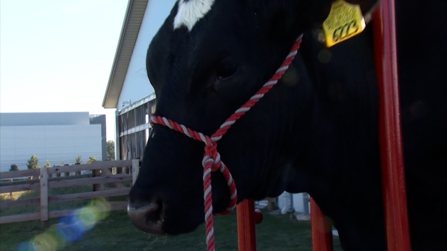 Why a cow is Ohio State's homecoming parade grand marshal